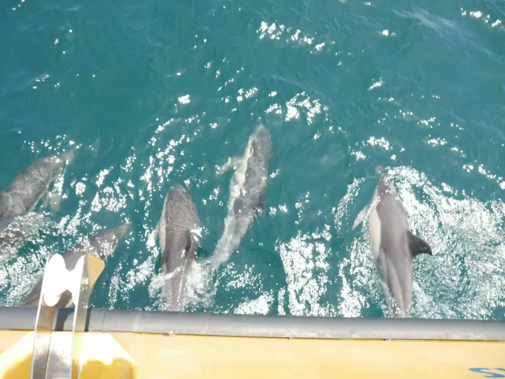 Things to do in Gibraltar - dolphins on the strait