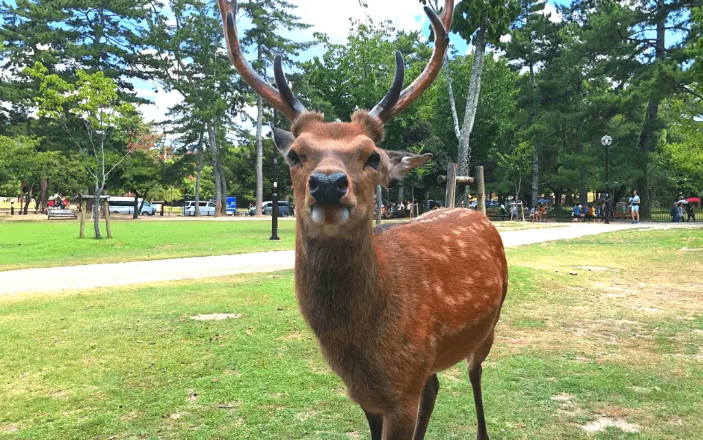 Feeding Deer in Nara, Japan | A Unique Wildlife Encounter