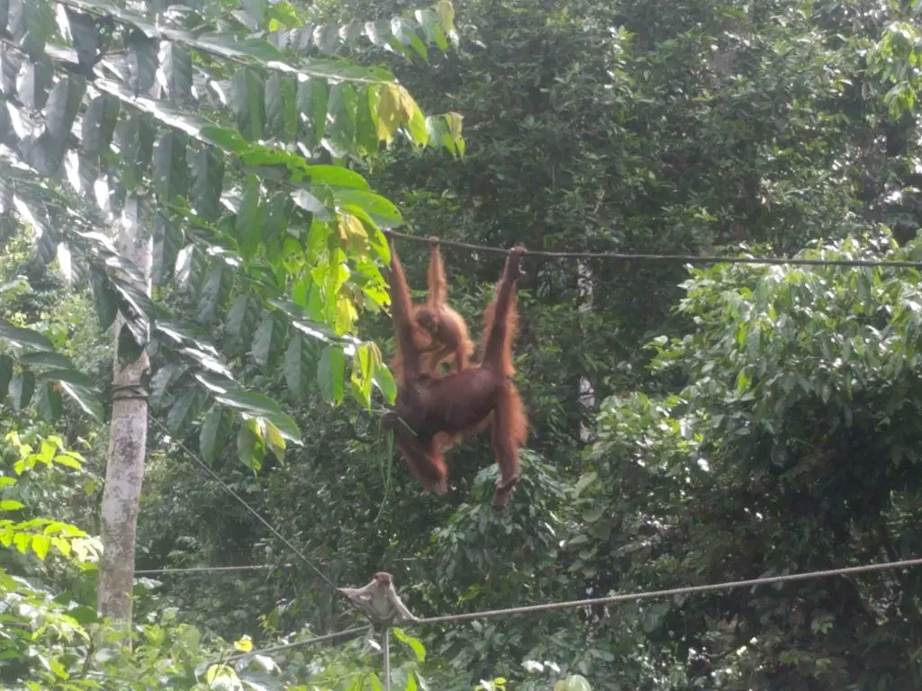 Borneo backpacking guide to seeing orangutans and monkeys in their natural jungle habitat