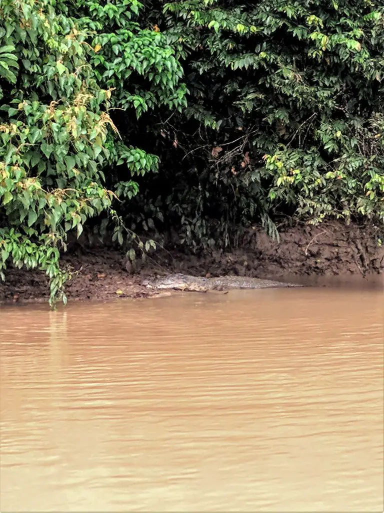 Kinabatangan River blog - a crocodile on the banks during a morning river cruise