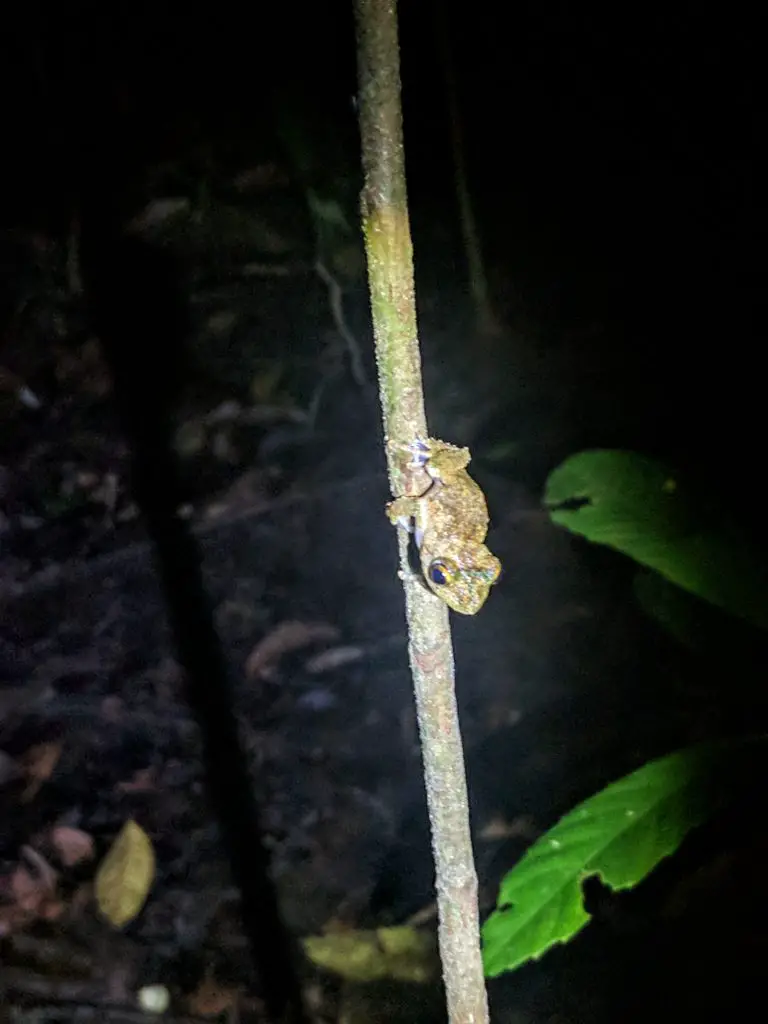 Kinabatangan River blog - a frog on a branch during a night hike