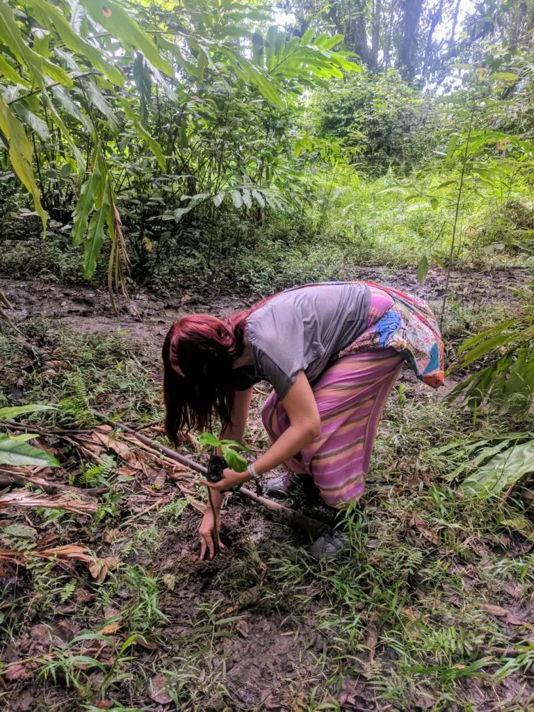 Kinabatangan River blog - planting a sapling in the Borneo jungle to support environmental conservation